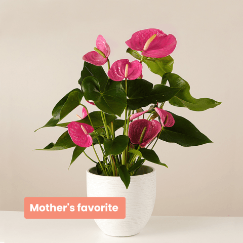 Product photo for Mom's Heart: Anthurium Rosa